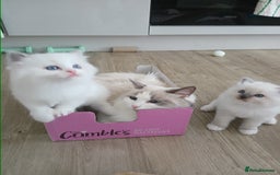 Ragdoll cats for sale: SUPER SWEET AND HAPPY KITTEN - Image 10