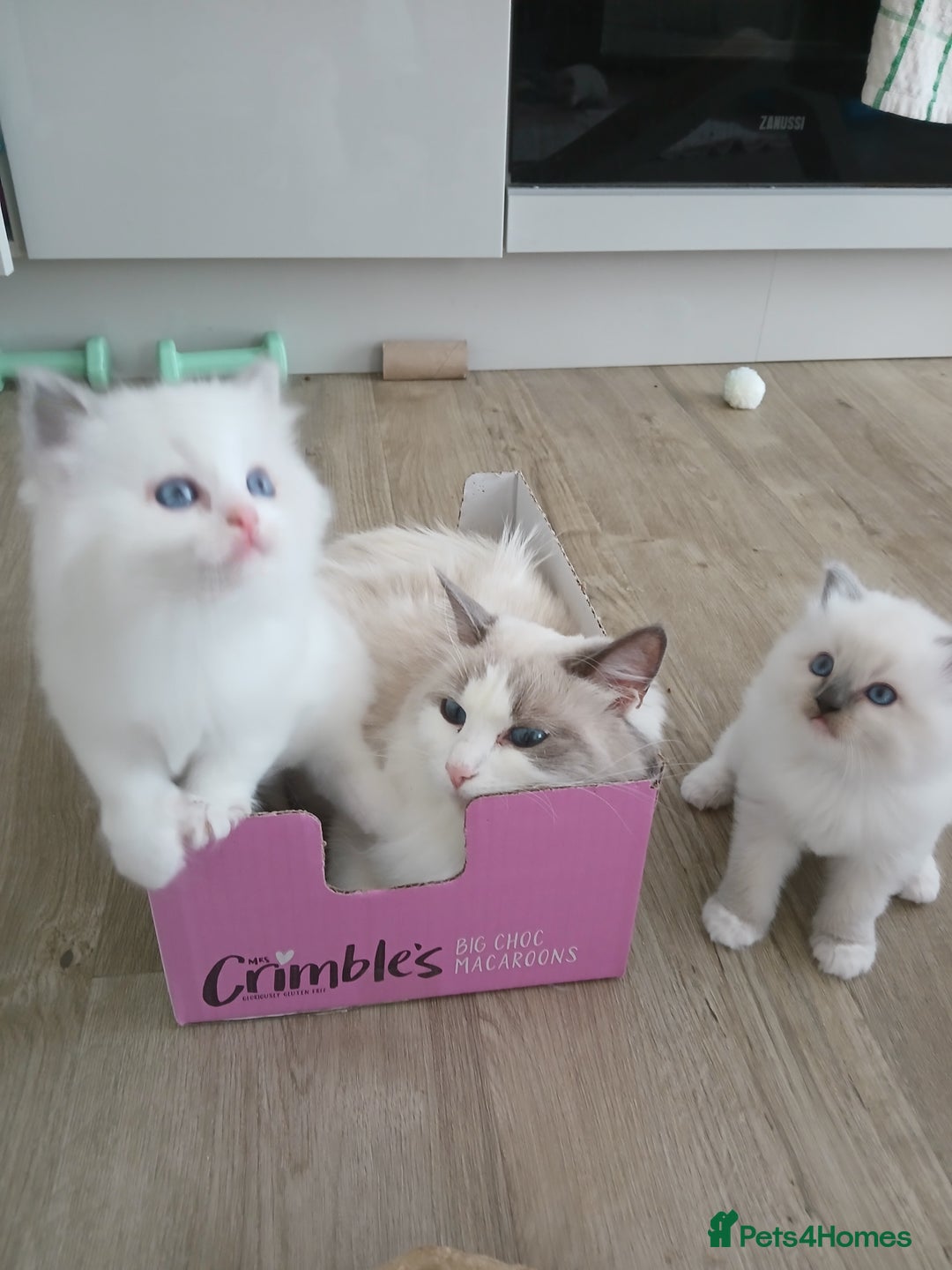 Ragdoll cats for sale: SUPER SWEET AND HAPPY KITTEN - Image 10