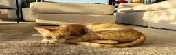 Arabian Mau cats for adoption: Monica - Advert 5