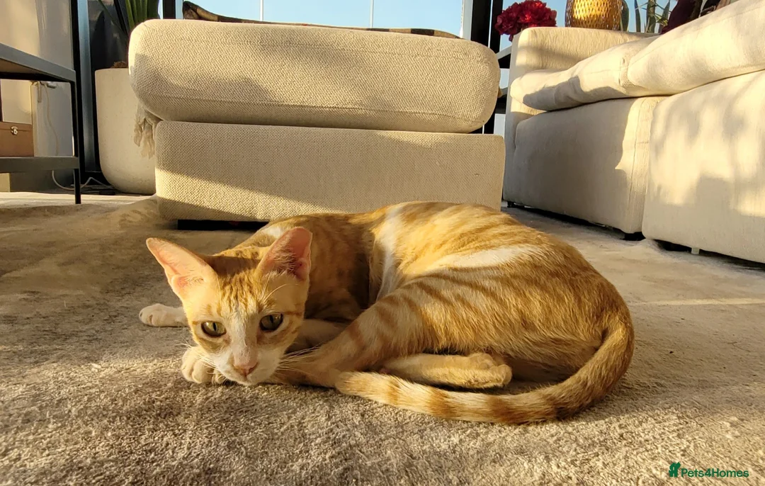 Arabian Mau cats for adoption: Monica - Advert 6