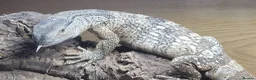 Mixed Breed reptiles for sale: Various animals - Advert 3