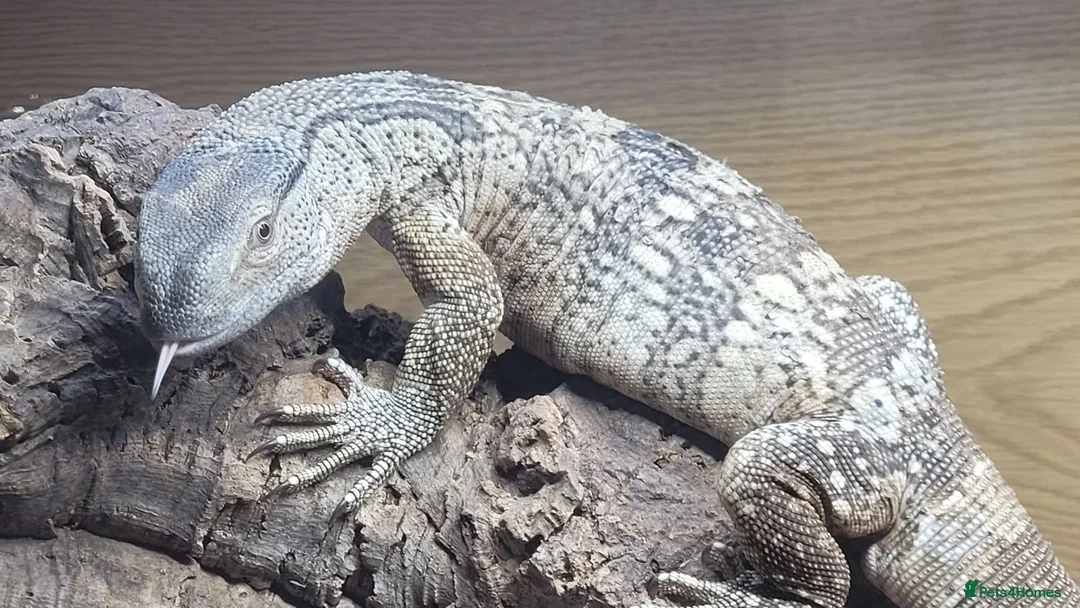 Mixed Breed reptiles for sale: White Throat Monitors - Advert 1