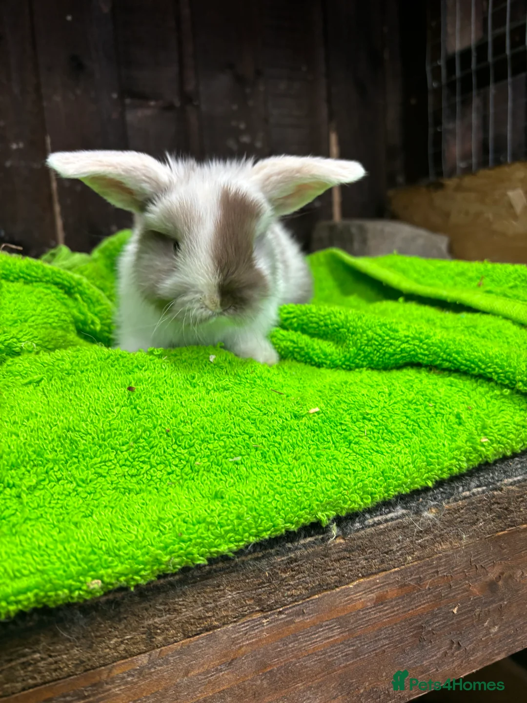 Mini Lop rabbits for sale: mini lop ear babies - Advert 11
