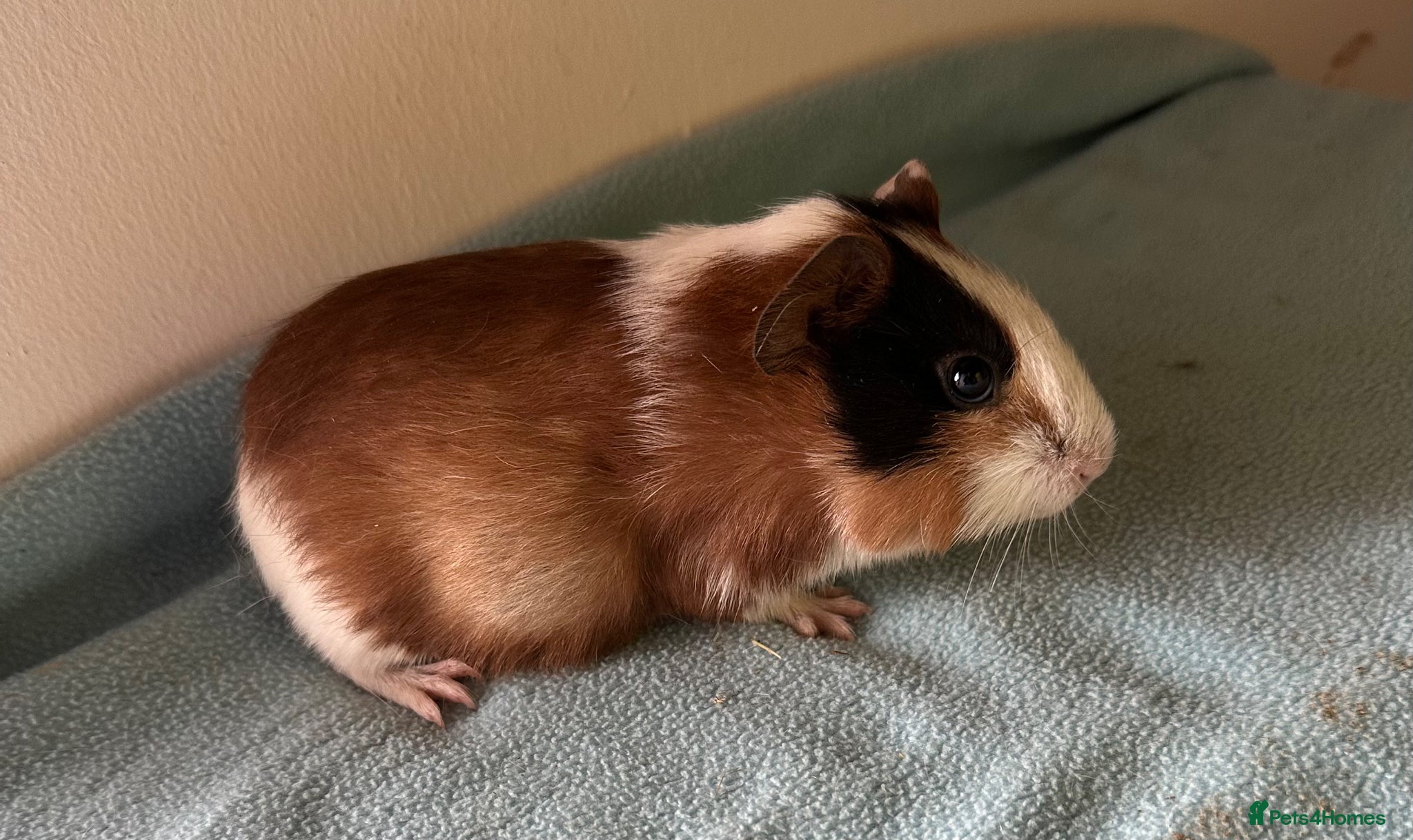 Guinea Pig rodents Four baby boys  - Advert 1