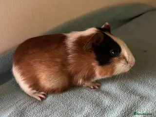 Guinea Pig rodents Four baby boys - Advert 1