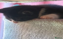 Brazilian Shorthair cats for sale: Kitten 🐈‍⬛  - Image 18