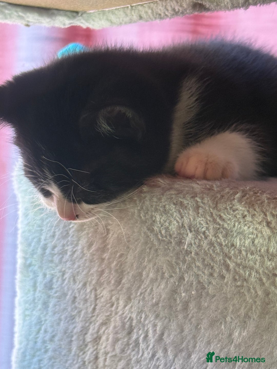 Brazilian Shorthair cats for sale: Kitten 🐈‍⬛  - Image 18