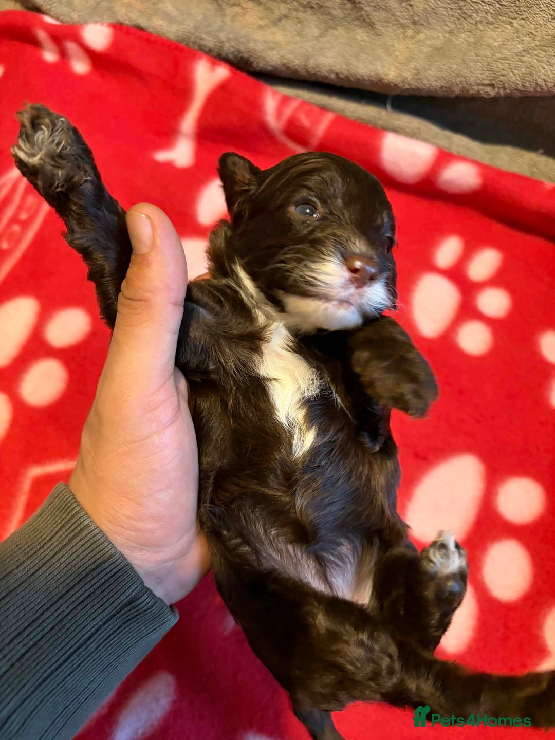 Cockapoo dogs for sale: Stunning health tested F1b toy cockapoos - Advert 13