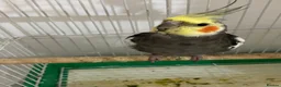 Cockatiels birds for sale: Cockatiels  in Manchester - Advert 1