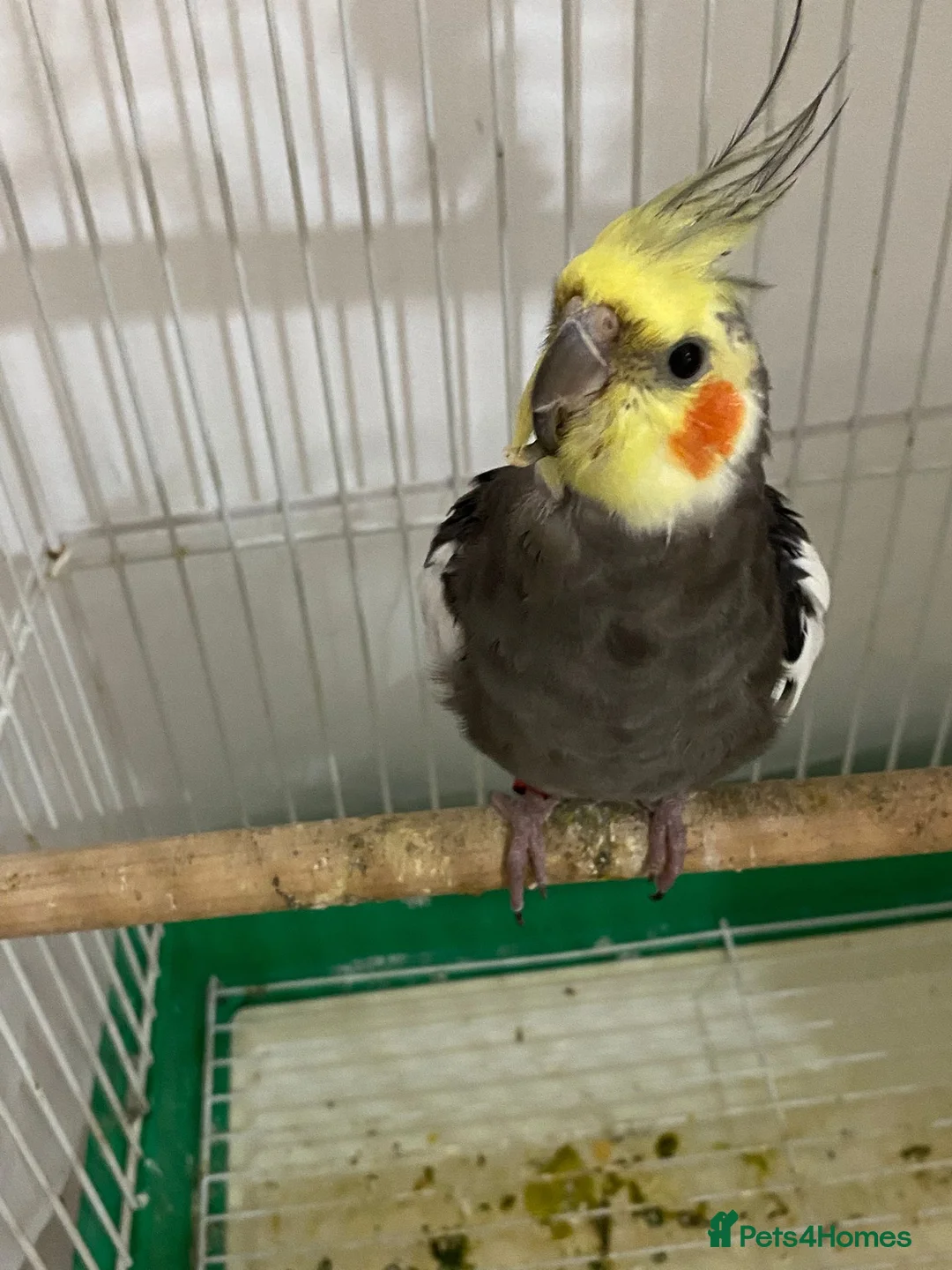 Cockatiels birds for sale: Cockatiels  in Manchester - Advert 1