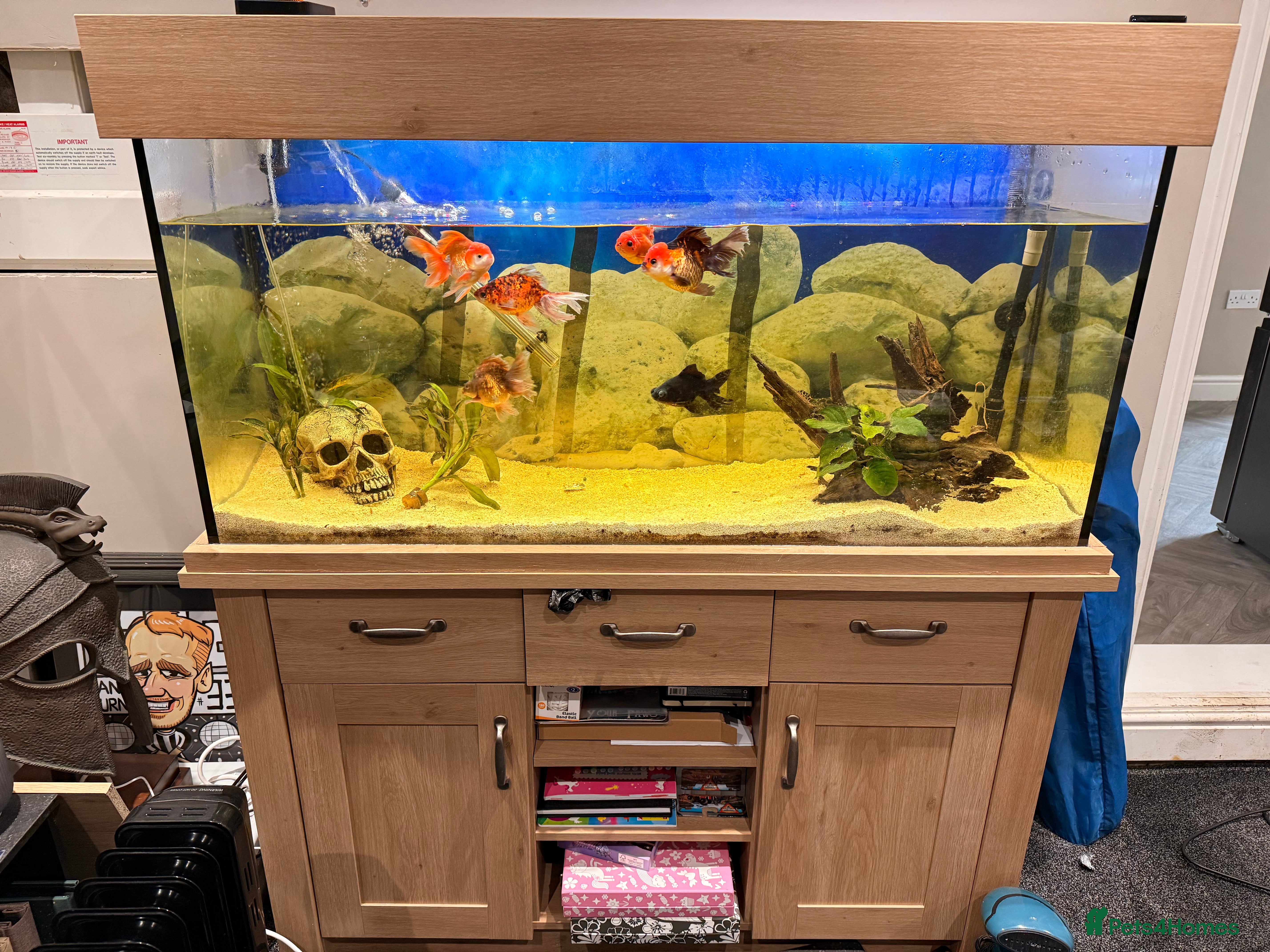 Fancy Goldfish fish Fancy goldfish and tank for sale  - Advert 13
