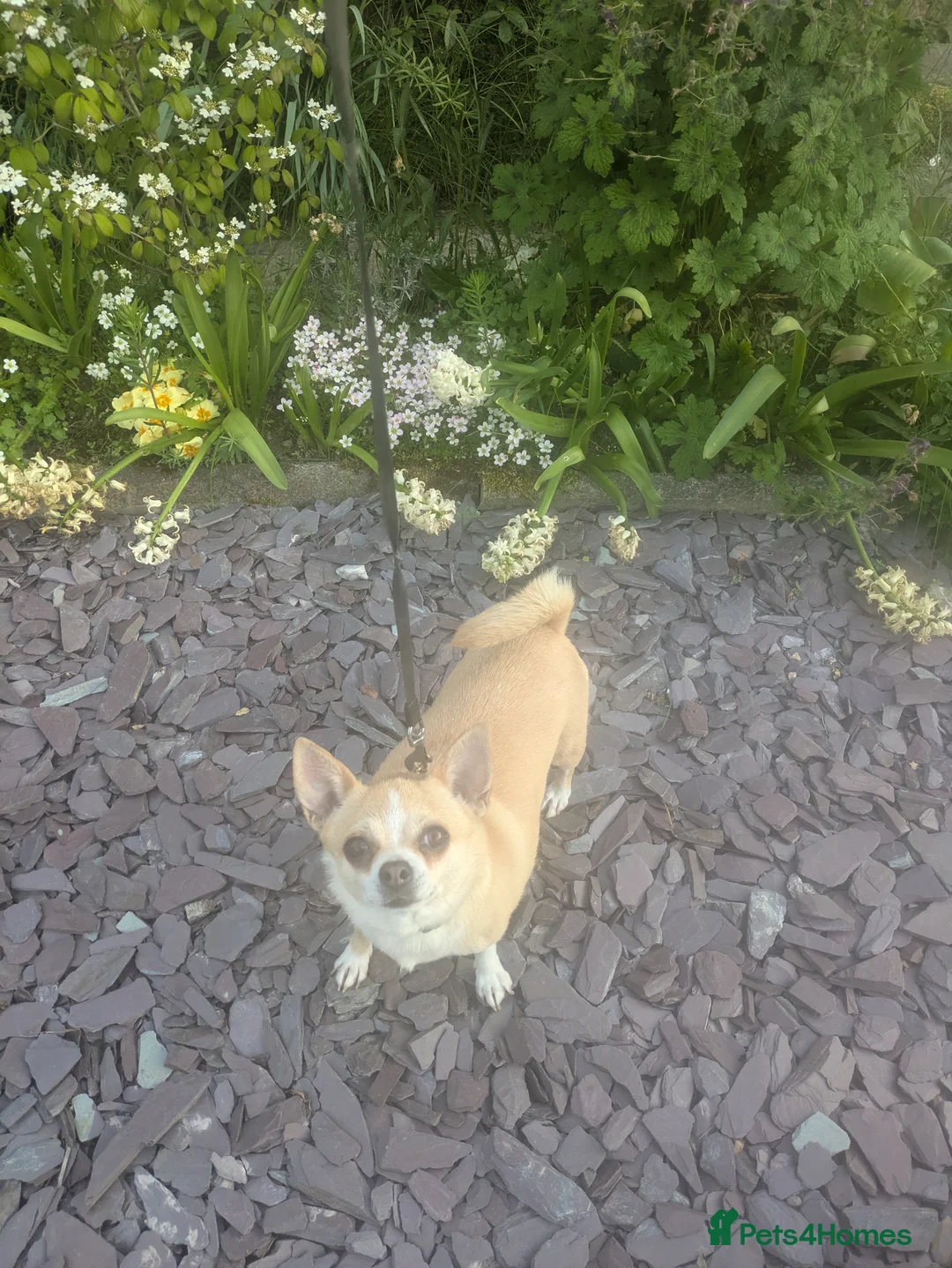 Chihuahua dogs for sale: Sweet Companion KC chihuahua - Advert 13