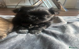 Mixed Breed dogs for sale: Pekingese / Pomeranian puppies for sale - REDUCED  in Leicester - Image 14