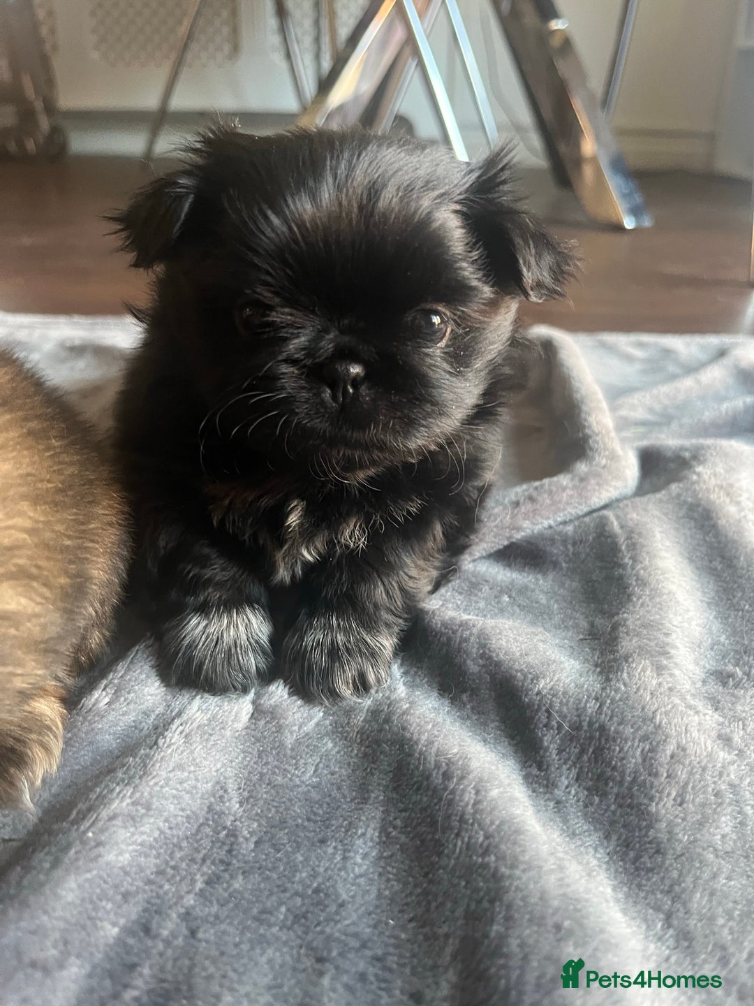Mixed Breed dogs for sale: Pekingese / Pomeranian puppies for sale - REDUCED  in Leicester - Image 14