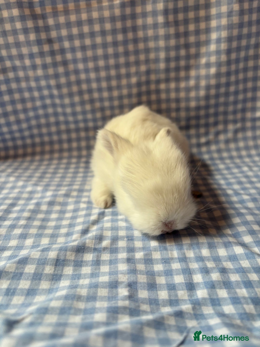 Mini Lop rabbits for sale: Pure bred mini lop babies  - Image 7