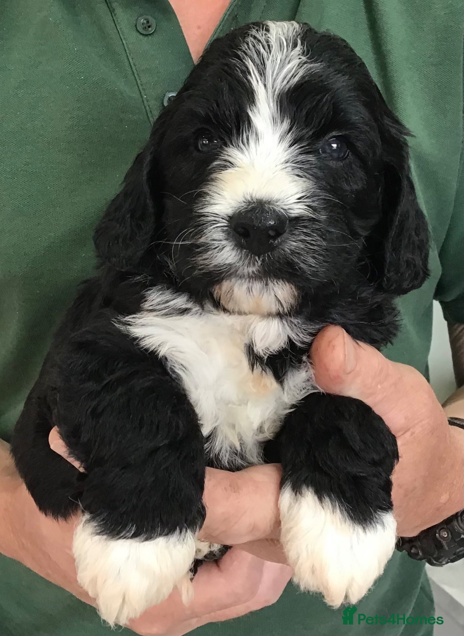 Saint Berdoodle dogs Striking and Rare Saint Bernadoodle Pups - Advert 1