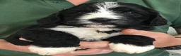 Saint Berdoodle dogs for sale: Striking and Rare Saint Bernadoodle Pups - Advert 2