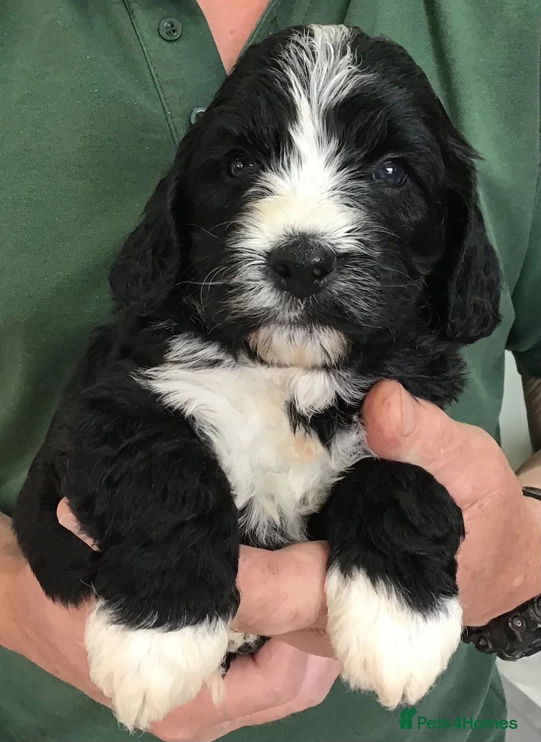 Saint Berdoodle dogs for sale: Striking and Rare Saint Bernadoodle Pups - Advert 2