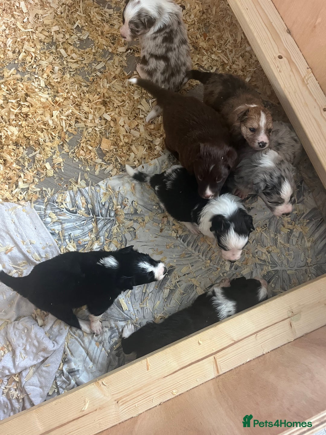 Border Collie dogs for sale: Border Collie pup- Merle, Black, Chocolate, Blonde - Image 27
