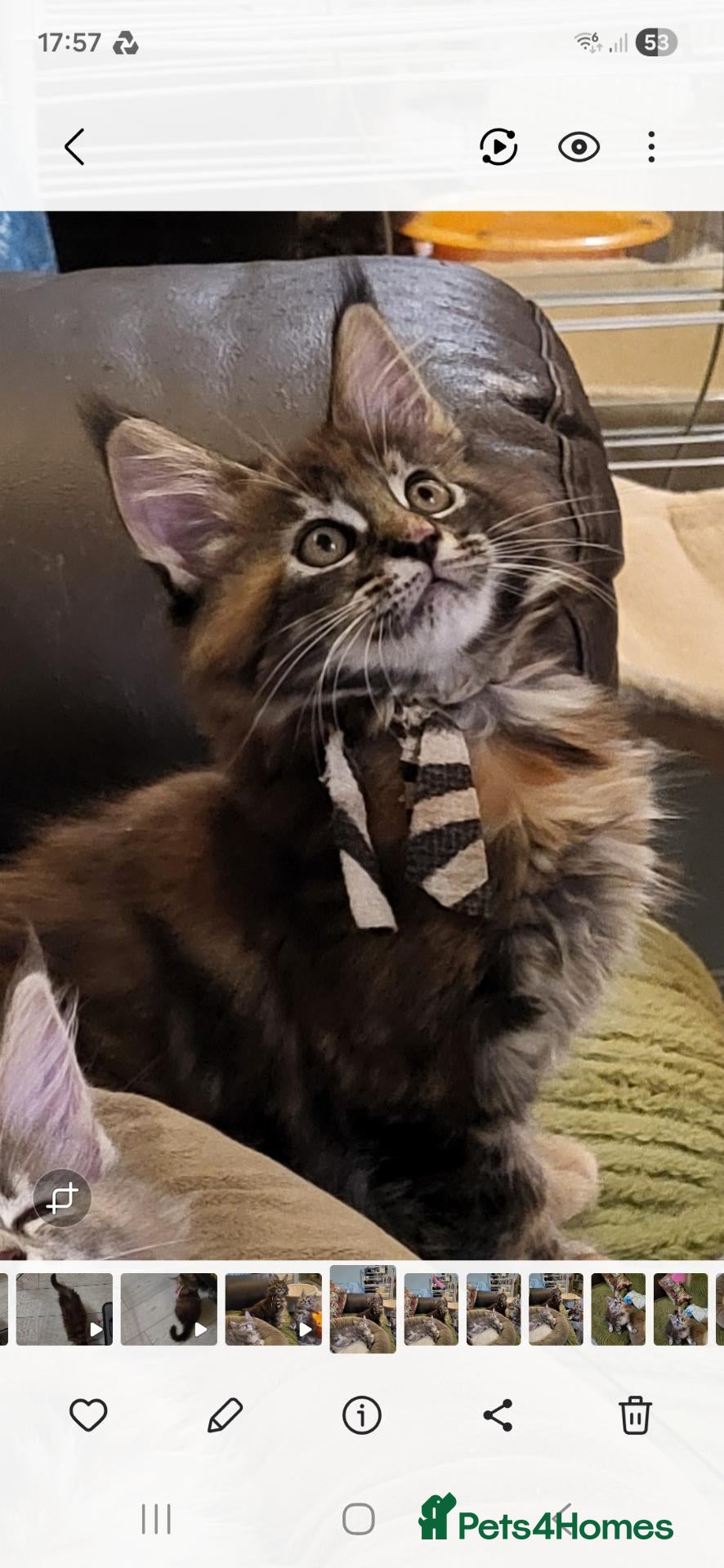 Maine Coon cats Pedigree Maine Coon kittens ready now - Advert 1