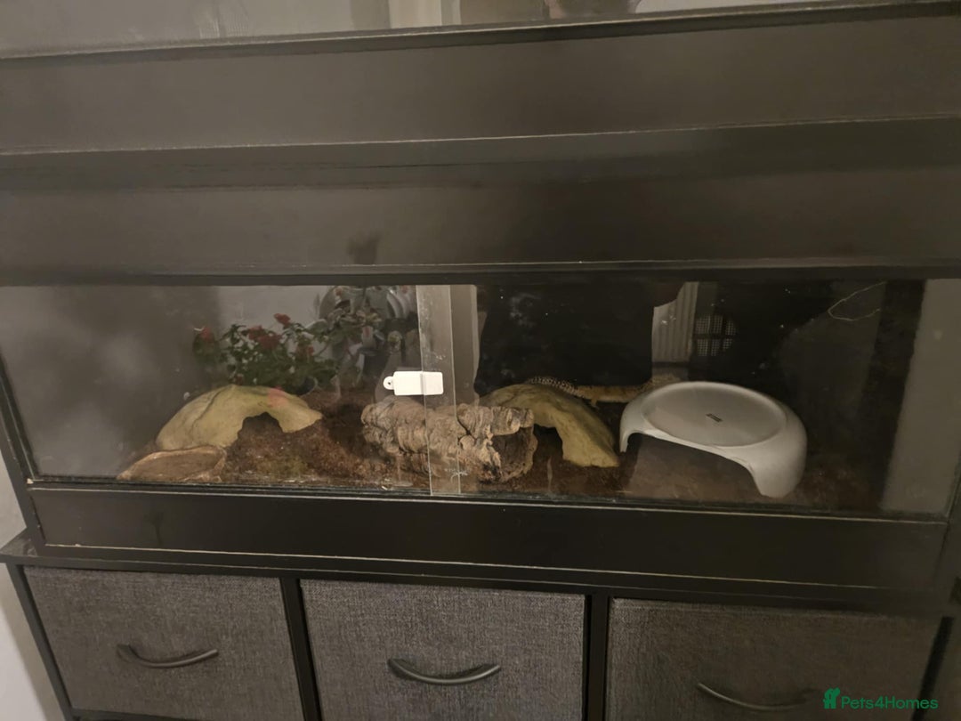 Leopard Gecko reptiles for sale: leopard gecko with setup - Image 1