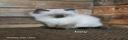 Ragdoll cats for sale: Stunning  full Ragdoll kitten ready to go  - Advert 3