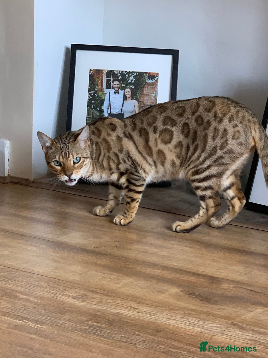 Bengal cats for sale: Beautiful Bengal Cat (male) - Advert 6