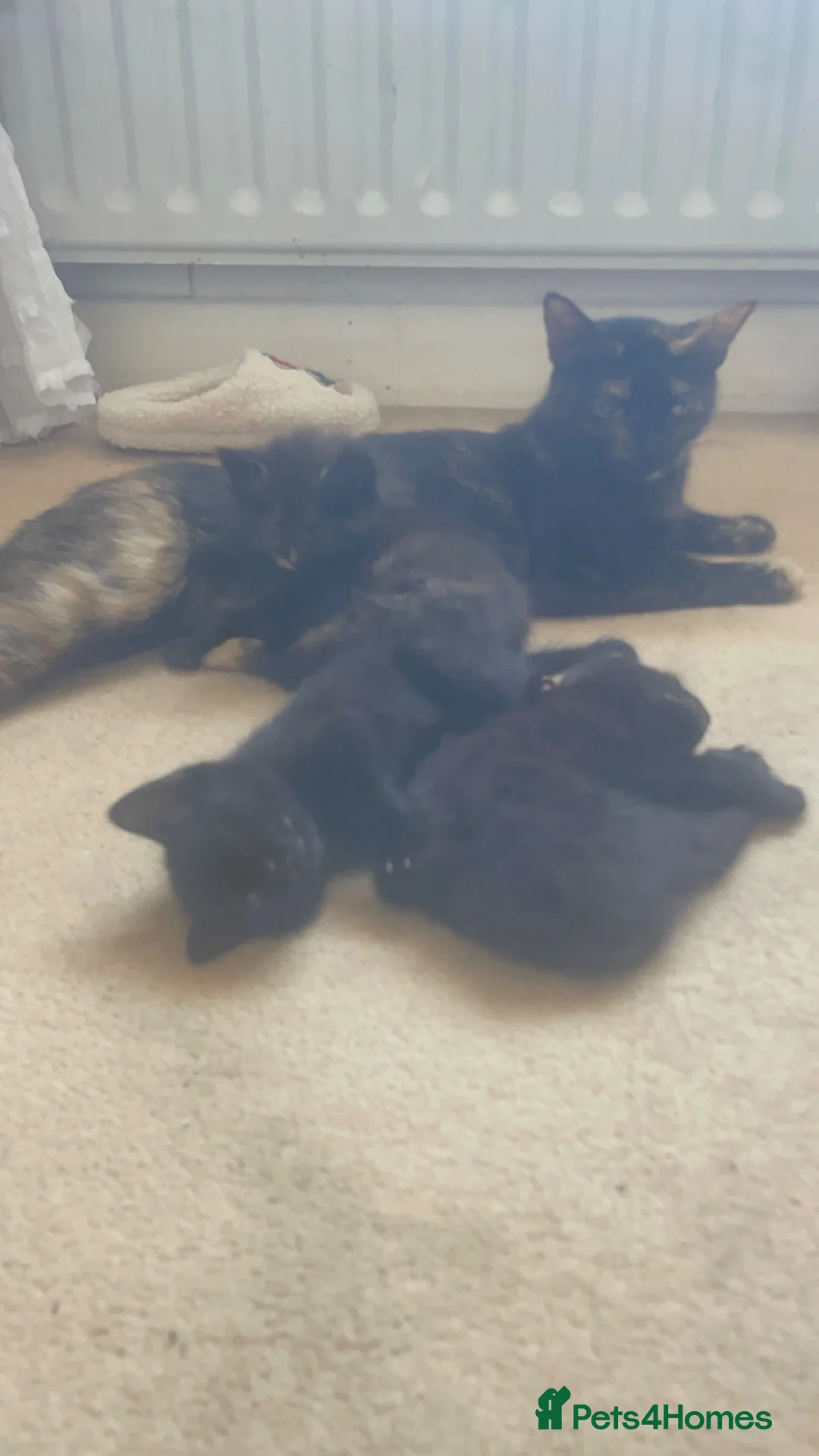 Mixed Breed cats for sale: 4 gorgeous kittens 2 boys 2 girls - Advert 2