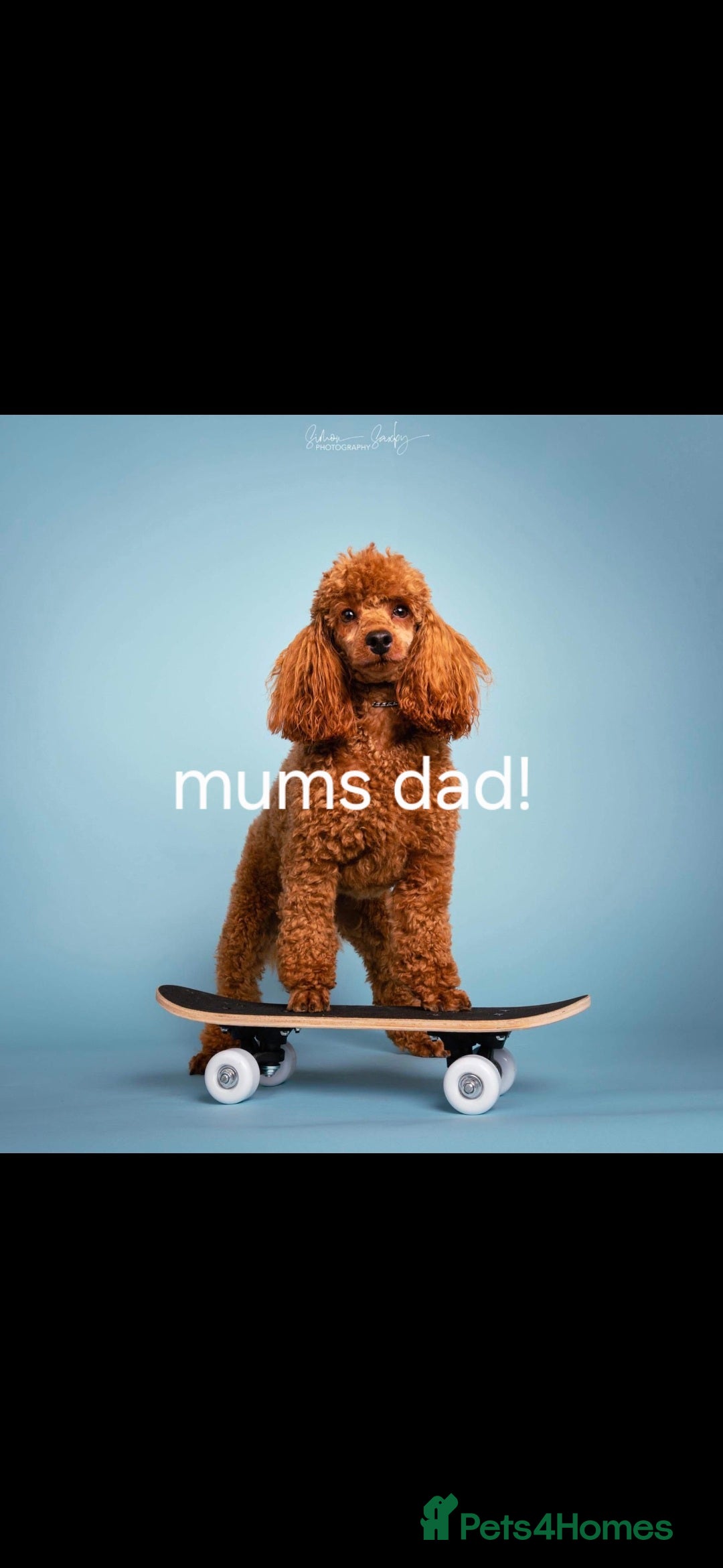 Mixed Breed dogs for sale: (Mum) Miniture aust labradoodle (dad) cockapoo - Advert 7