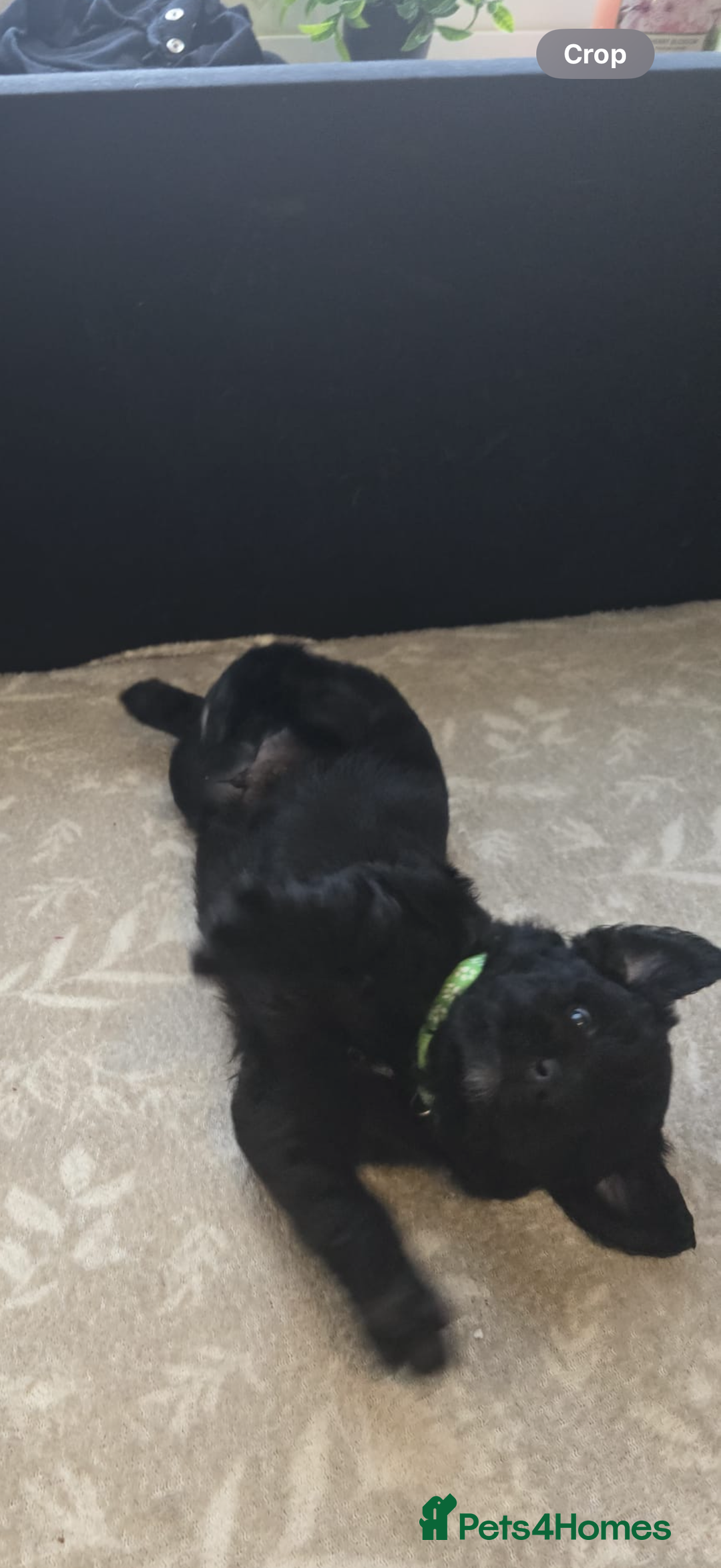 Mixed Breed dogs for sale: READY NOW - Goldador x Labrottie Miniature Puppies - Advert 9