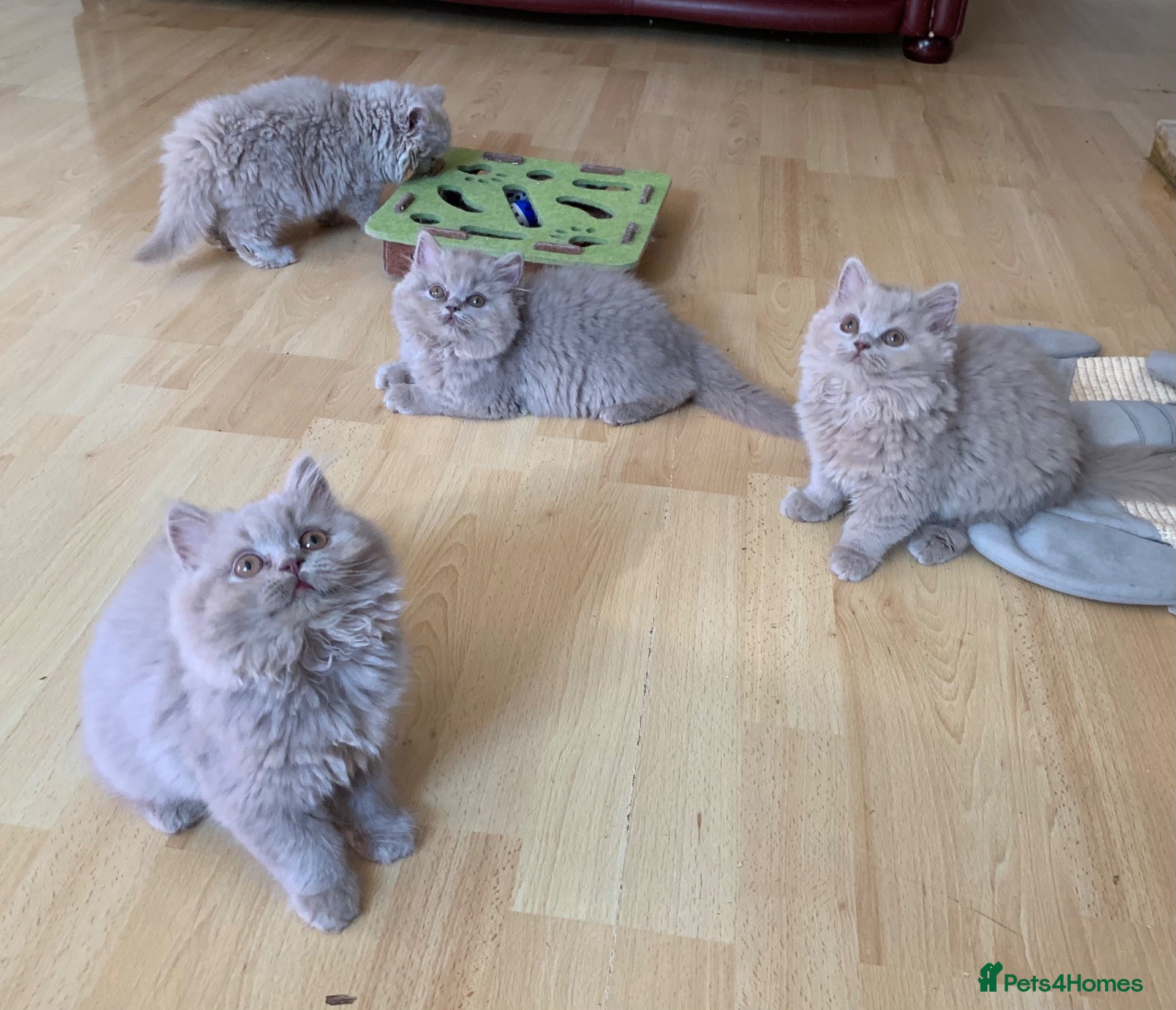 British Longhair cats GCCF kittens  - Advert 7