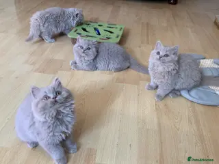 British Longhair cats GCCF kittens - Advert 7