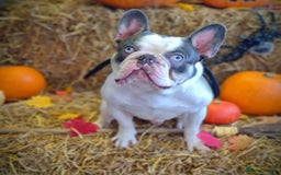 French Bulldog dogs for sale: Male French Bulldog - Image 1