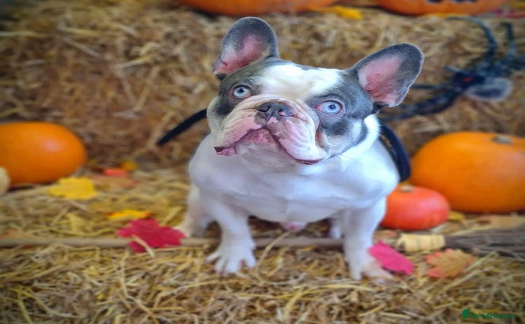 French Bulldog dogs - Advert 1