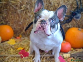 French Bulldog dogs - Advert 28