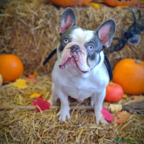 French Bulldog dogs - Advert 1