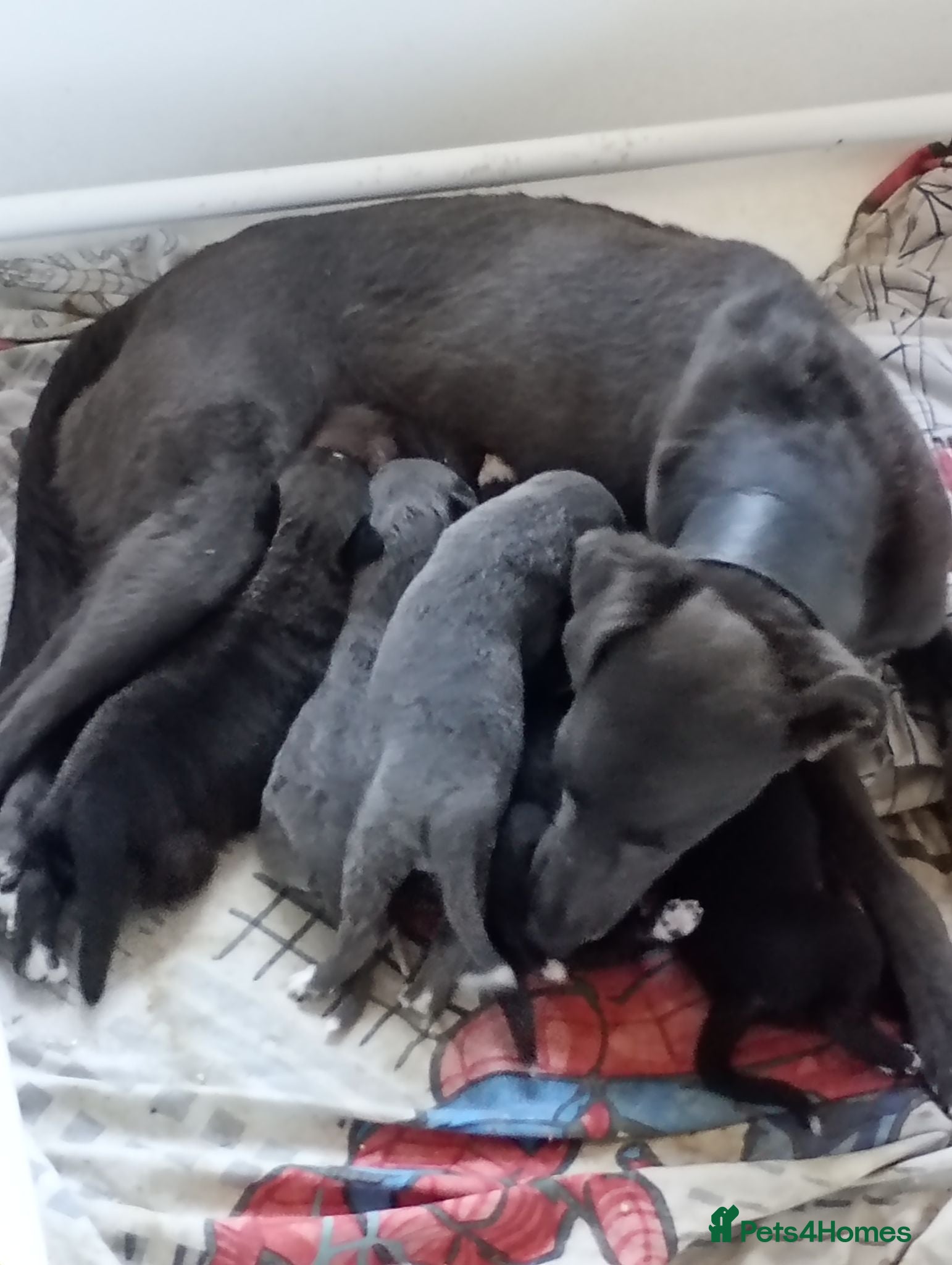 Lurcher dogs Bedlington lurcher females  - Advert 1