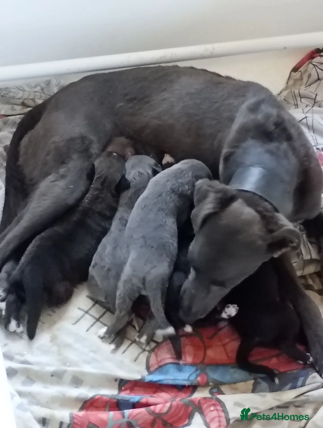 Lurcher dogs for sale: Bedlington lurcher females  in Braintree - Advert 1