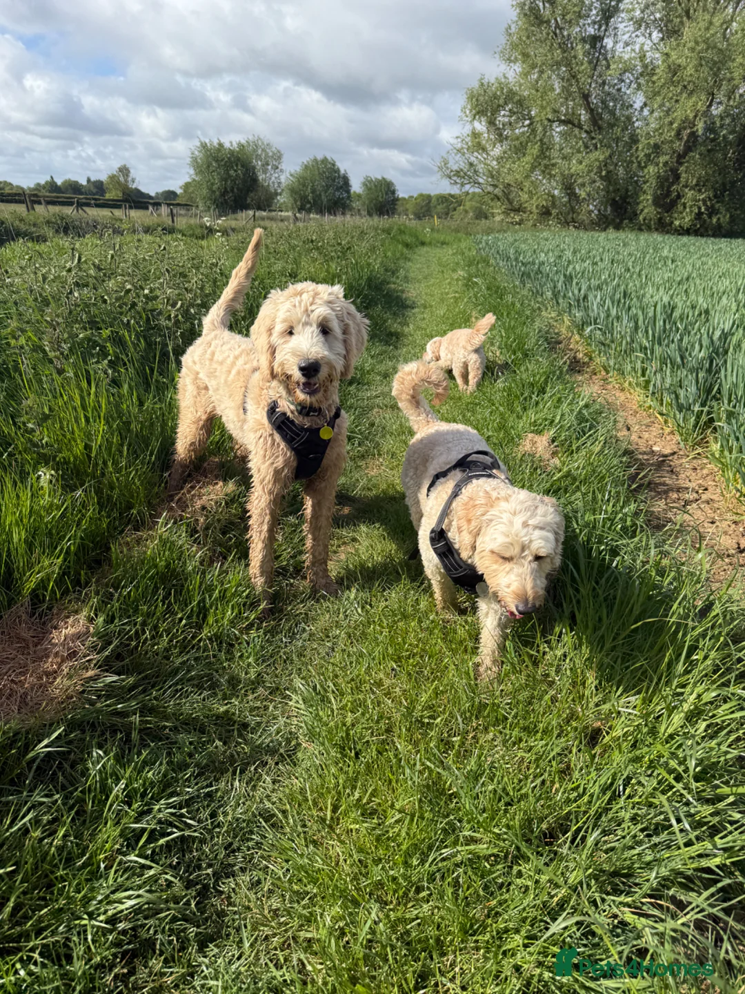Double Doodle dogs for sale: Bernedoodle  - Advert 4