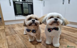Lhasa Apso dogs for stud: Gorgeous proven KC registered Cooper for **stud** in Pontefract - Image 14