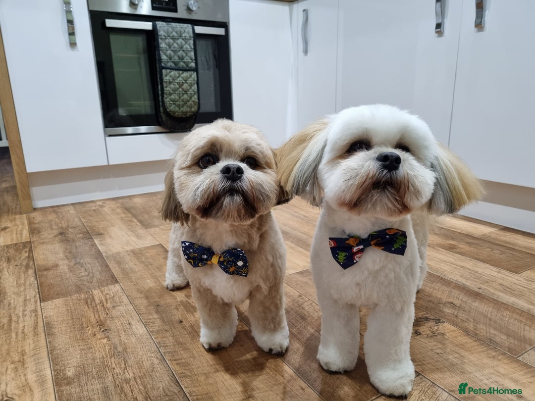 Lhasa Apso dogs for stud: Gorgeous proven KC registered Cooper for **stud** in Pontefract - Image 14