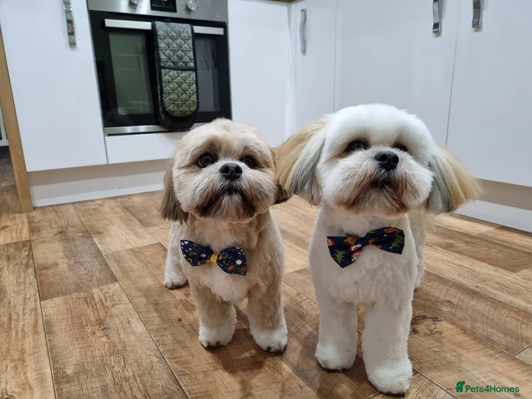 Lhasa Apso dogs for stud: Gorgeous proven KC registered Cooper for **stud** in Pontefract - Advert 14