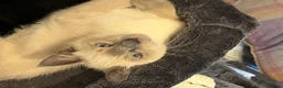 Oriental cats for sale: 9 STUNNING KITTENS - PLEASE READ DESCRIPTION!! - Advert 5