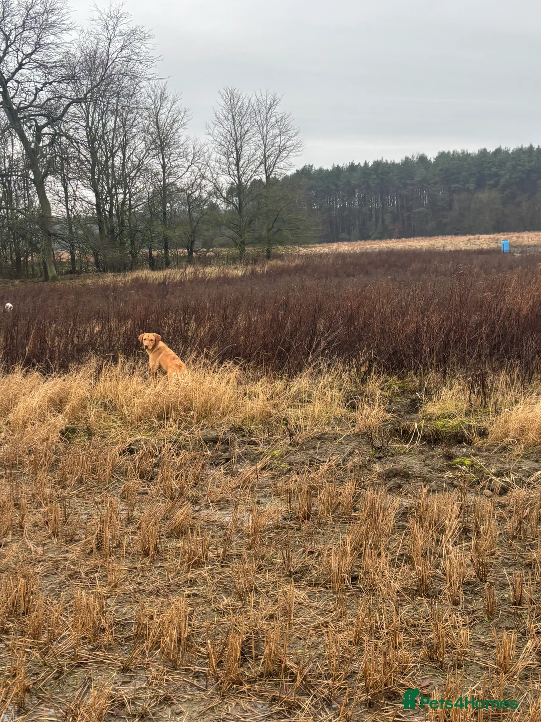 Labrador Retriever dogs for sale: Labrador  - Advert 7