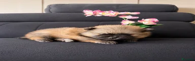 Pomeranian 1