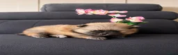 Pomeranian dogs for sale: Adorable teddy bear pomeranian - Advert 5