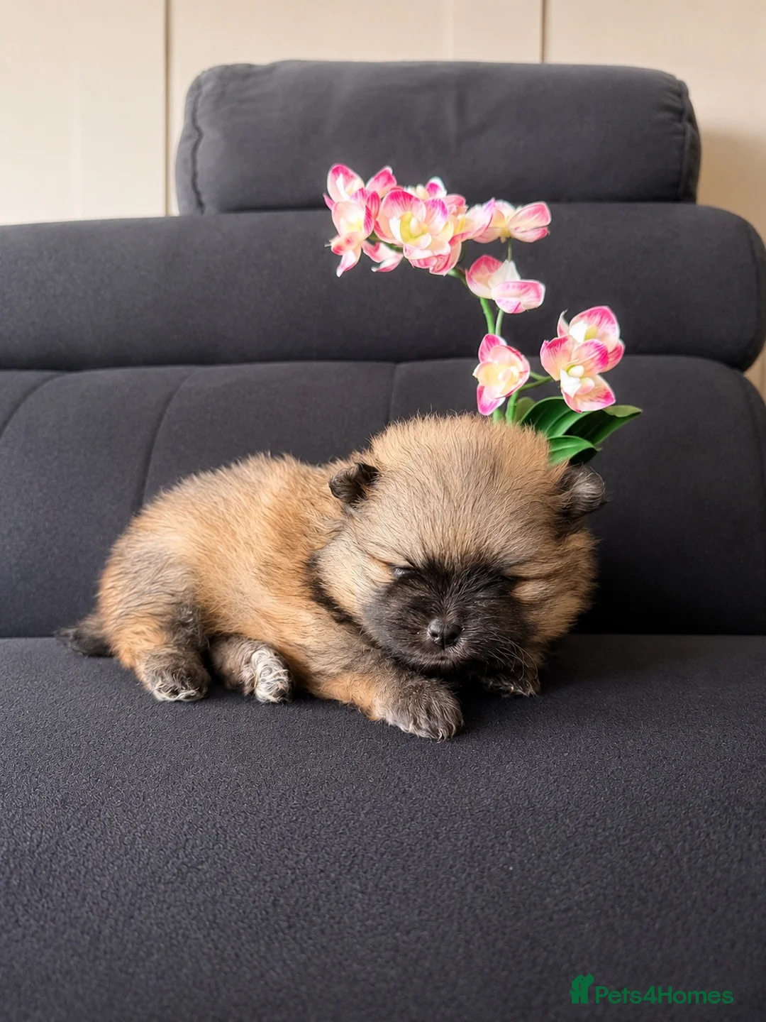 Pomeranian dogs for sale: Adorable teddy bear pomeranian - Advert 5