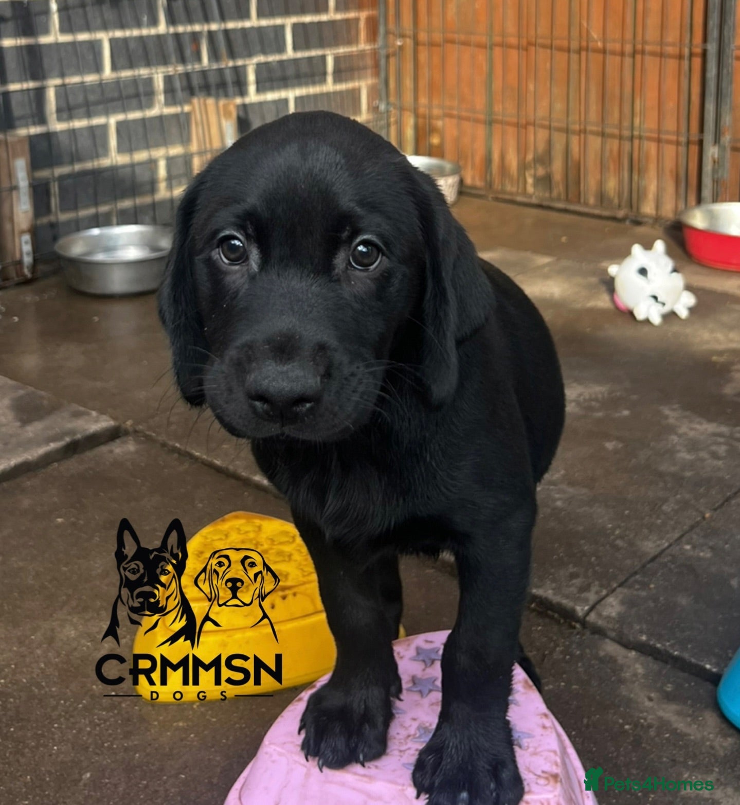 Labrador Retriever dogs Outstanding, Health Tested, KC Reg, Labrador Pups - Advert 1