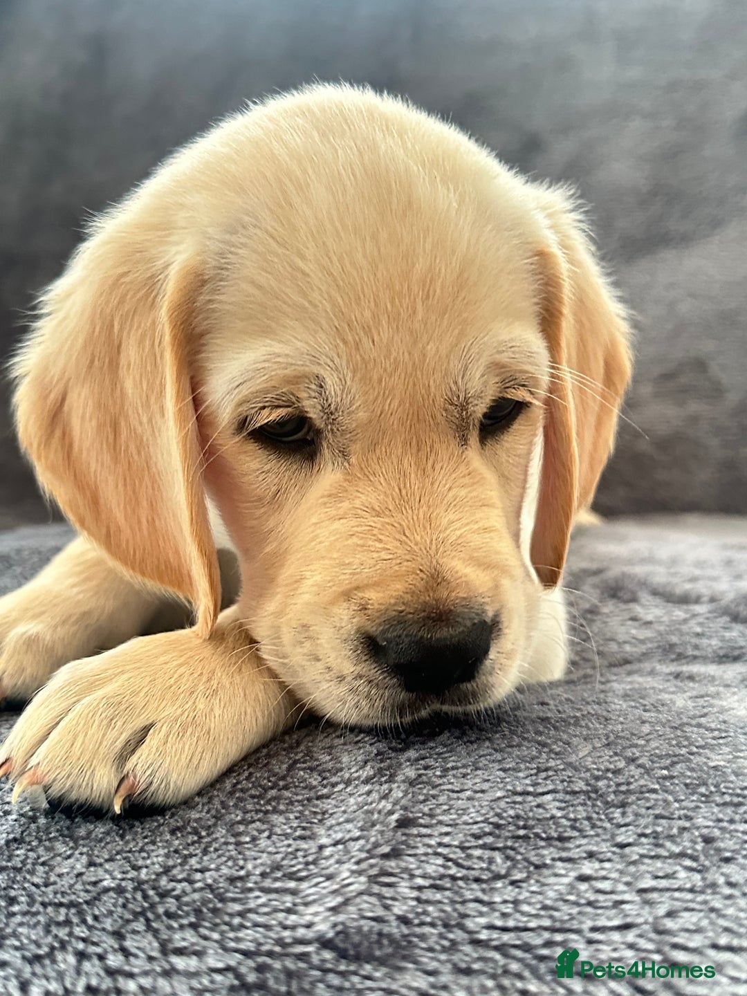 Golden Retriever dogs for sale: KC REGISTERED GOLDEN RETRIEVER PUPS - Image 8