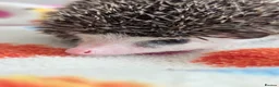 Pygmy Hedgehog rodents for sale: Gorgeous Reduced Hoglets available NOW!!!! - Advert 7